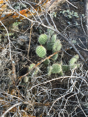 Opuntia polyacantha polyacantha