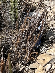 Astrolepis integerrima