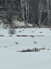 Theristicus melanopis