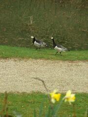 Branta leucopsis