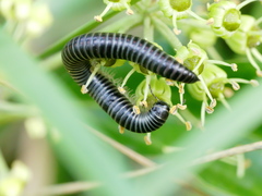 Ommatoiulus sabulosus aimatopodus