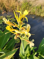 Canna glauca