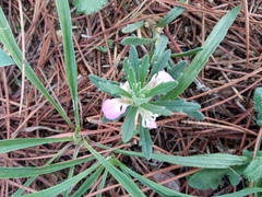 Ajuga iva