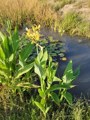 Canna glauca