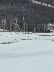 Theristicus melanopis