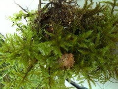 Plagiomnium ellipticum