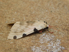 Disparctia vittata