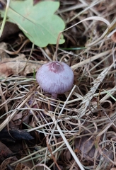 Inocybe lilacina