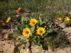 Arctotis breviscapa