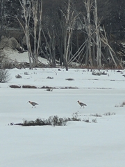 Theristicus melanopis