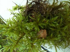 Plagiomnium ellipticum