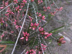 Calytrix alpestris