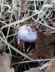 Inocybe lilacina