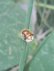 Aspidimorpha furcata