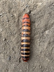 Cactoblastis cactorum