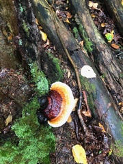 Fomitopsis