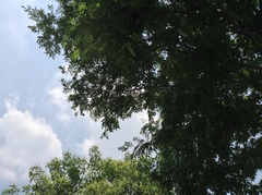 Gleditsia sinensis
