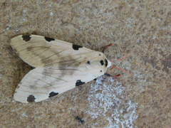 Disparctia vittata