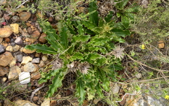 Berkheya barbata