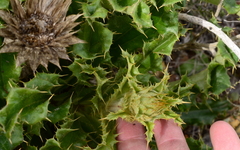 Berkheya barbata
