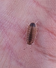 Proporcellio
