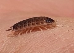 Proporcellio