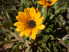 Arctotis breviscapa