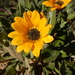Sandveld African Daisy - Photo (c) Gregory Nicolson, some rights reserved (CC BY-NC), uploaded by Gregory Nicolson