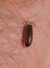 Proporcellio