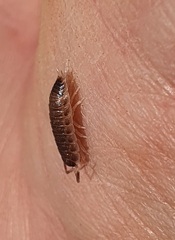 Proporcellio