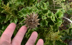 Berkheya barbata