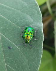 Chrysocoris purpureus