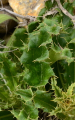 Berkheya barbata