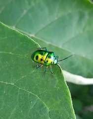 Chrysocoris purpureus