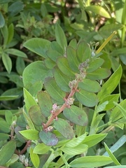 Euphorbia thymifolia