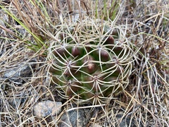 Gymnocalycium monvillei