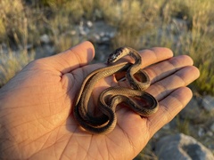 Masticophis flagellum testaceus