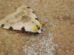Disparctia vittata