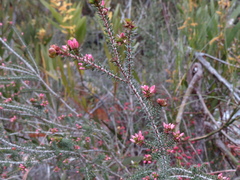 Calytrix alpestris