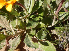 Arctotis breviscapa