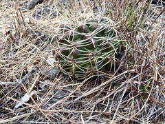 Gymnocalycium monvillei