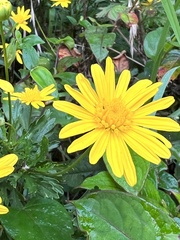 Euryops