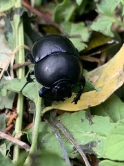 Trypocopris vernalis