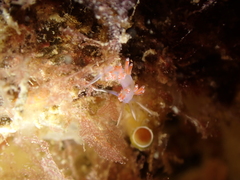 Facelina auriculata