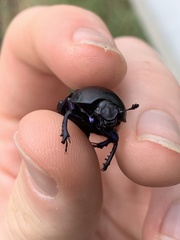 Trypocopris vernalis