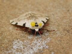 Disparctia vittata