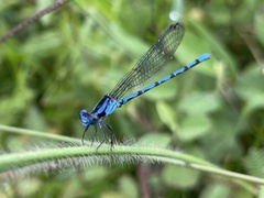 Argia elongata
