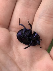 Trypocopris vernalis