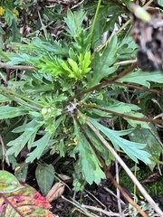 Euryops