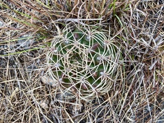Gymnocalycium monvillei